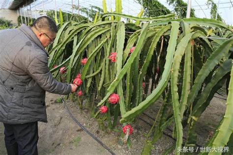 火龍果葉子|火龍果的栽培照護方法